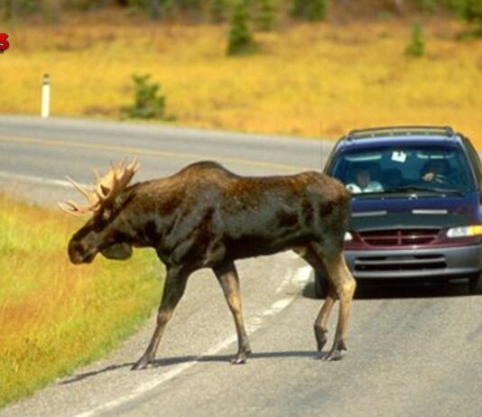 Why Do Animals Run In Front Of Cars? Mystery Solved