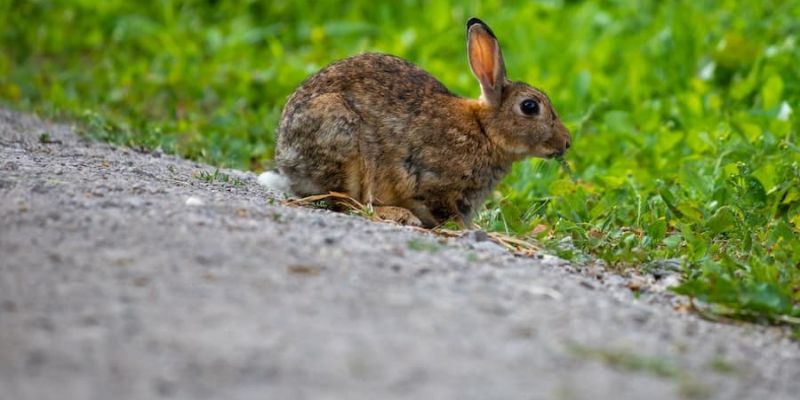 How to Keep Your Rabbit from Running Out into the Road